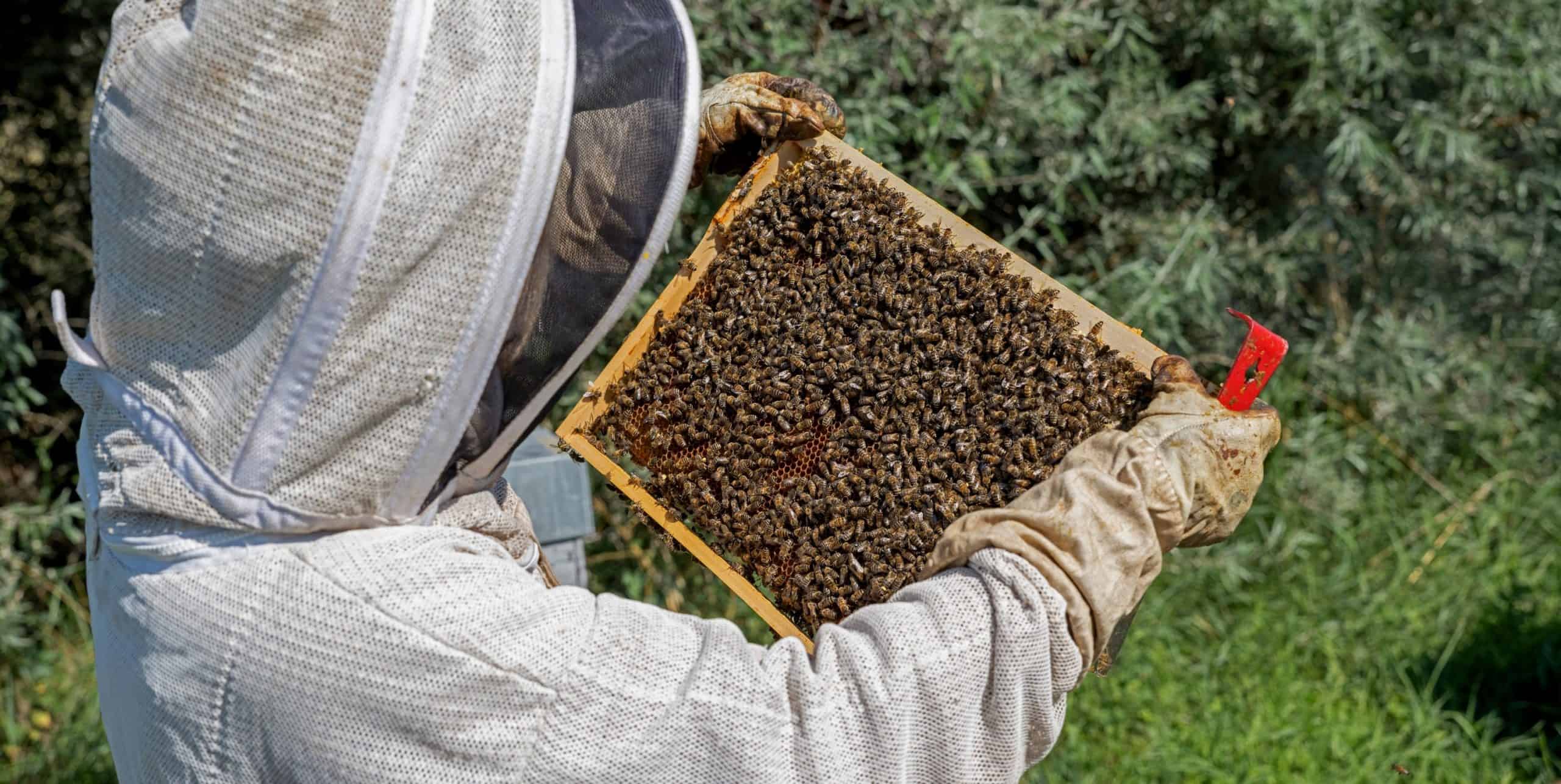 apiculteur avec cadre